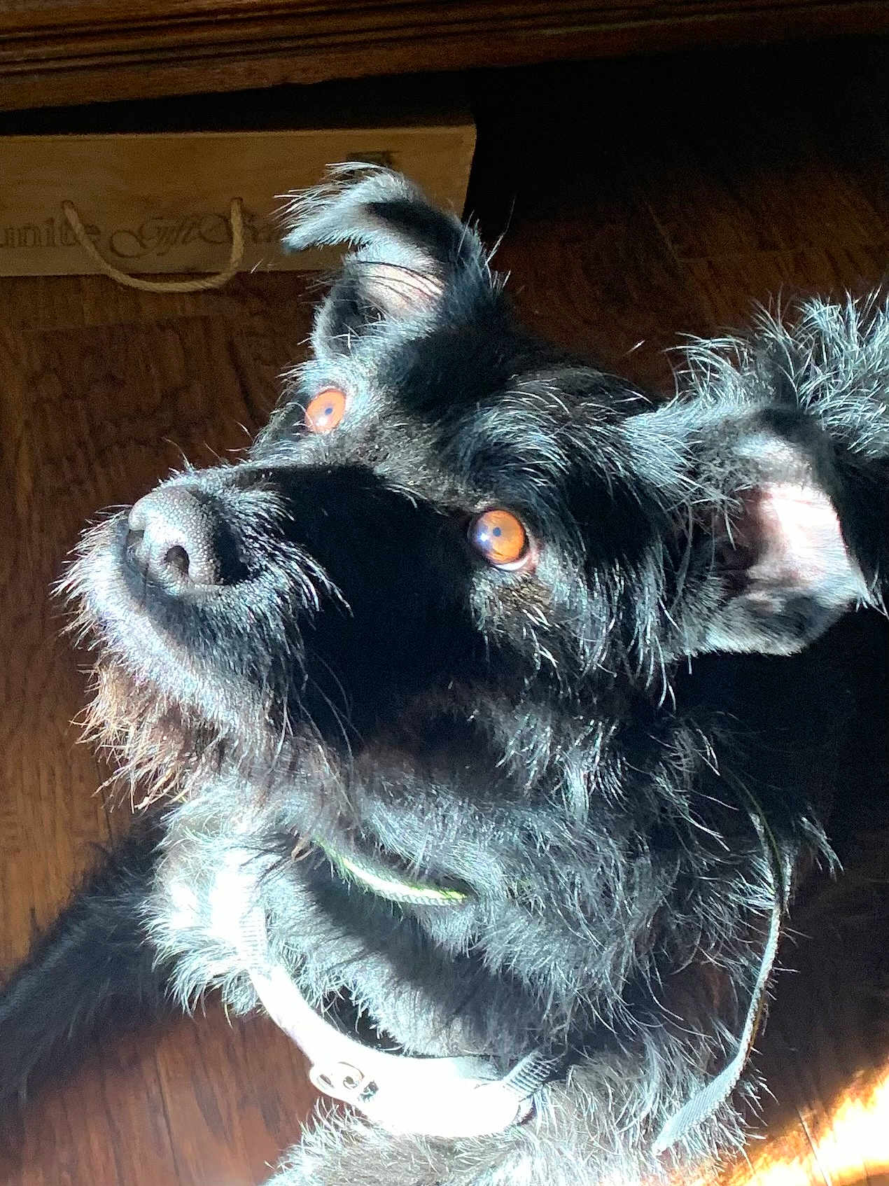 Xena