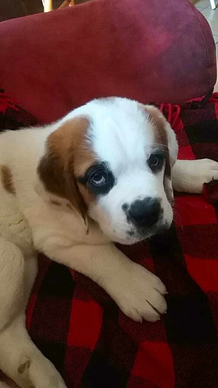 Kiara