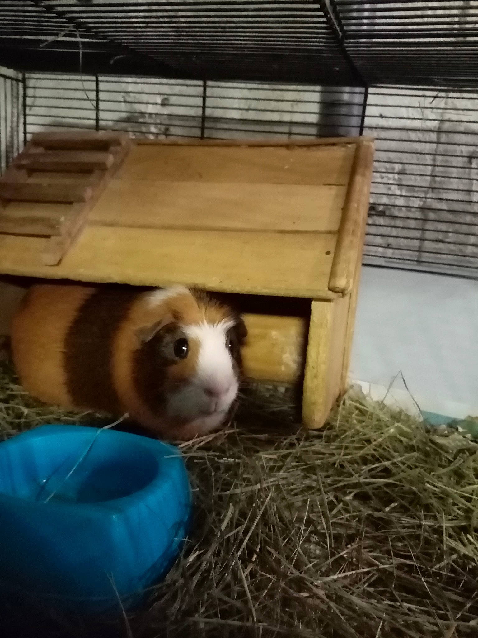 Oreo a rejoint le concours — aidez-le/la à gagner de superbes lots ! animal_shelter, cage, domestic_rabbit, fawn, guinea_pig, hay, rabbit, rabbits_and_hares, rodent