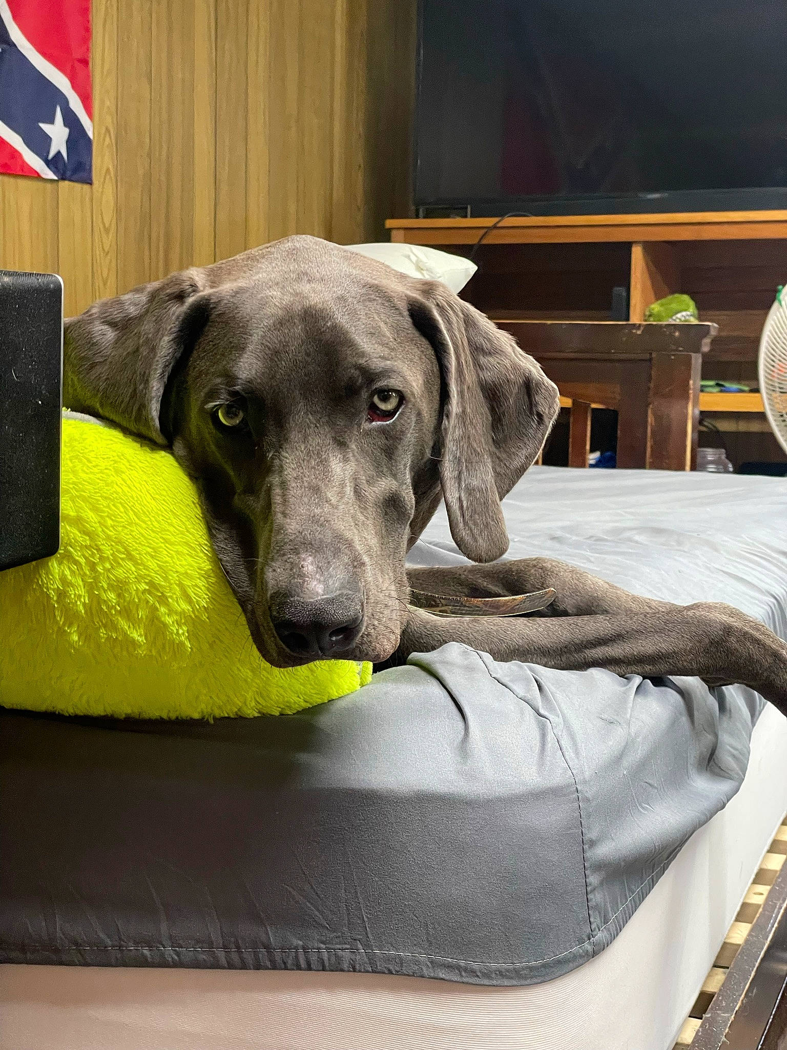 Laila joined the competition — help win amazing prizes! canidae, carnivore, chair, comfort, companion_dog, dog, dog_breed, dog_supply, fawn, flag, furniture, guard_dog, hardwood, logo, pet_supply, rectangle, snout, sporting_group, wood, working_animal