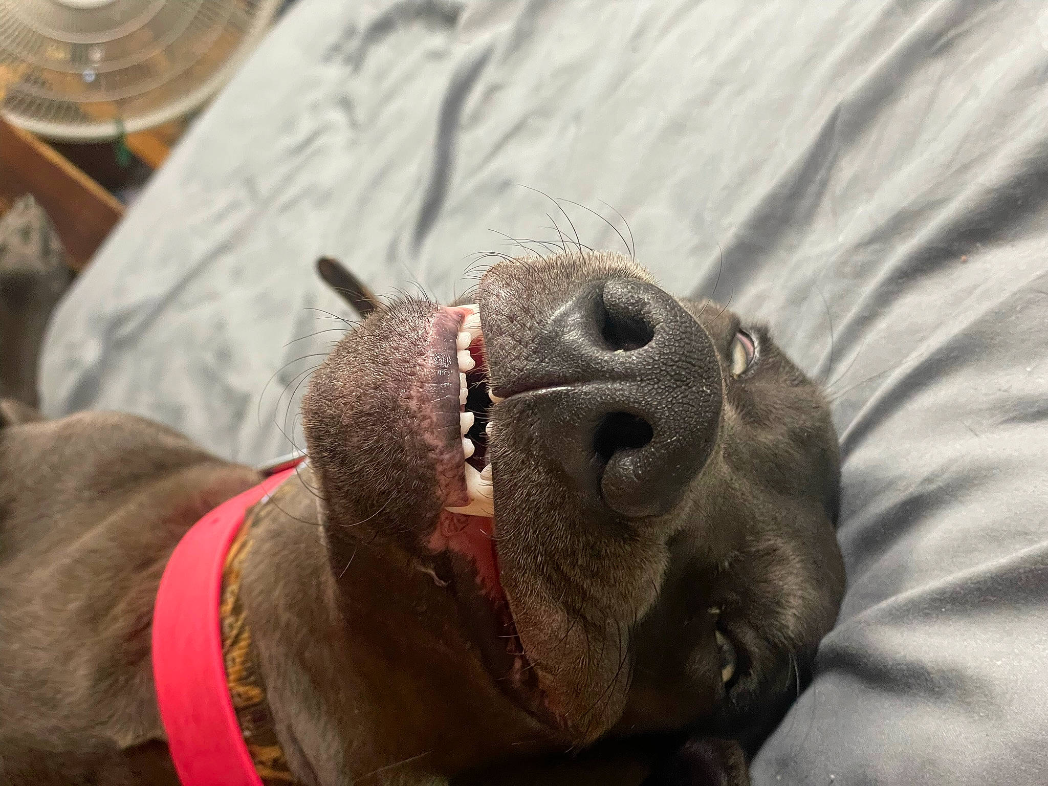 Laila joined the competition — help win amazing prizes! canidae, carnivore, collar, comfort, companion_dog, dog, dog_breed, ear, fawn, jaw, liver, pet_supply, snout, sporting_group, tableware, terrestrial_animal, toy_dog, whiskers, working_animal, wrinkle