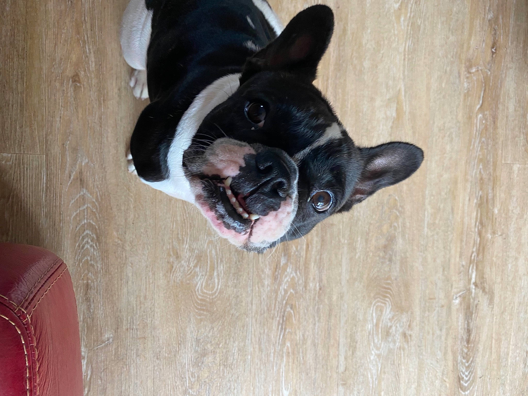 Nina participe au concours pour gagner de l'argent avec cette photo : boston_terrier, canidae, carnivore, companion_dog, dog, dog_breed, ear, fawn, flooring, foot, fur, hardwood, paw, pet_supply, snout, sporting_group, tail, whiskers, wood, working_animal