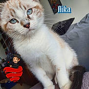 Aika participe au concours pour gagner de l'argent avec cette photo : abyssinian, angora, animal, baby, cat, clothing, couch, doll, face, furniture, glove, head, indoors, kitten, manx, person, pet, plush, siamese, toy