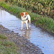Sirka a rejoint le concours — aidez-le/la à gagner de superbes lots ! animal, beagle, canine, creek, ditch, dog, grass, hound, land, nature, outdoors, pet, plant, pointer, puddle, puppy, soil, stream, vegetation, water