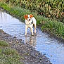 animal, beagle, canine, creek, ditch, dog, grass, hound, land, nature, outdoors, pet, plant, pointer, puddle, puppy, soil, stream, vegetation, water