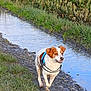 Sirka participe au concours pour gagner de l'argent avec cette photo : accessories, animal, canal, canine, creek, ditch, dog, gravel, hound, leash, nature, outdoors, pet, pointer, puddle, road, soil, strap, stream, water