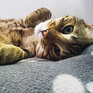 Miou participe au concours pour gagner de l'argent avec cette photo : animal, blanket, cat, close_up, cozy, cute, domestic_cat, feline, fur, green_eyes, indoor, lying_down, mammal, pet, relaxing, resting, sleepy, soft, tabby, whiskers
