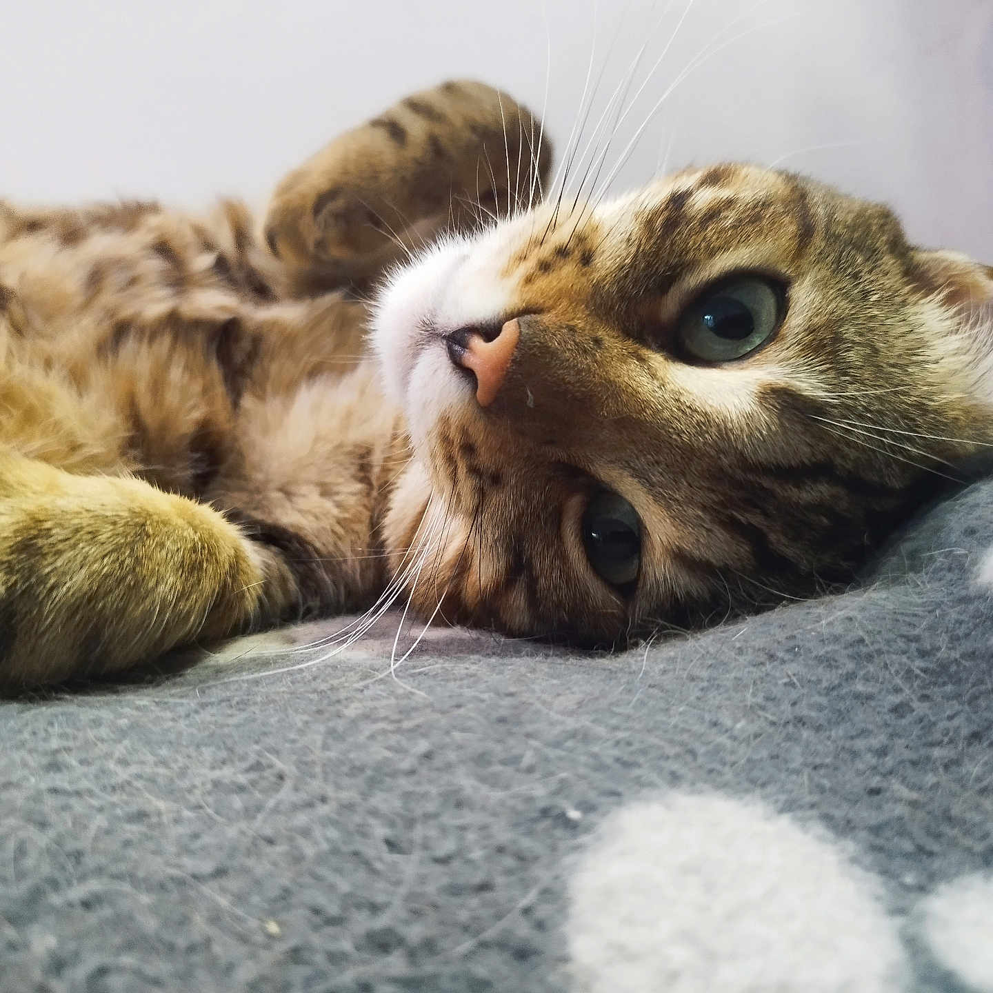 Miou