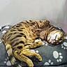 Miou a rejoint le concours — aidez-le/la à gagner de superbes lots ! animal, blanket, cat, cozy, cute, domestic, feline, fur, indoor, lying_down, paw_prints, pet, relaxed, resting, sleeping, soft, striped, tabby_cat, tail, whiskers