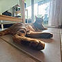 cat, tabby_cat, cat_paw, paws, indoor, tile_floor, low_angle, pet, resting, relaxed, domestic_animal, window, patio, plants, curtain, natural_light, home_interior, furniture, foreground, close_up