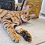 cat, bengal_cat, pet, paw, indoor, plant, statue, buddha, lantern, rug, floor_tile, whiskers, curious, green_eyes, stripes, fur_pattern, close_up, resting, eyes_wide, home_decor