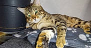 Miou participe au concours pour gagner de l'argent avec cette photo : animal, blanket, cat, close_up, cozy, cute, feline, fur, green_eyes, home, indoor, paw, pet, plant_pot, relaxed, resting, stretching, striped, tabby, whiskers