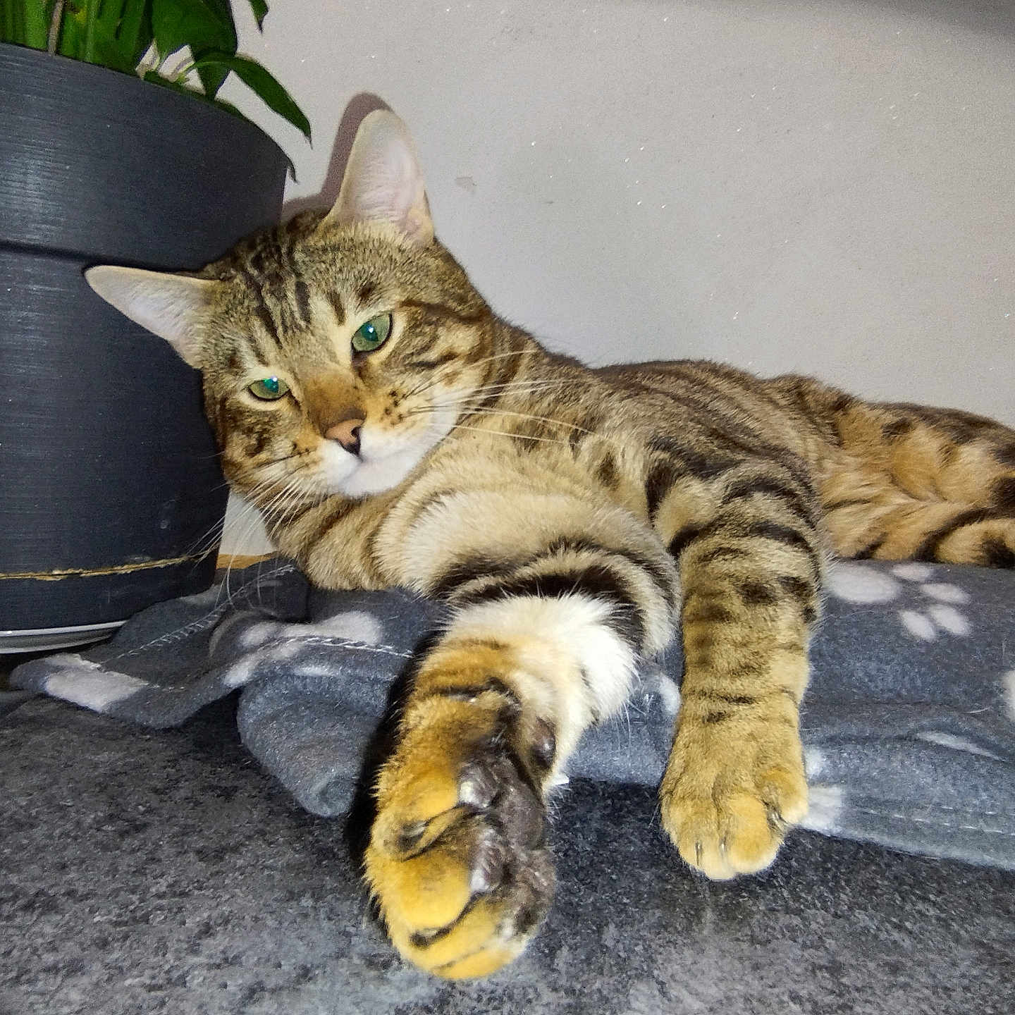Miou