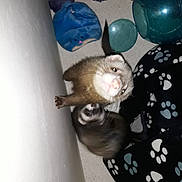 O'Maley participe au concours pour gagner de l'argent avec cette photo : carnivoran, fauna, ferret, gerbil, mammal, mustelidae, mustelinae, rat, weasel