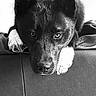 dog, black_and_white, portrait, resting, couch, indoor, animal, pet, ears, paws, fur, face, looking, close_up, monochrome, expression, home, relaxed, laying, canine