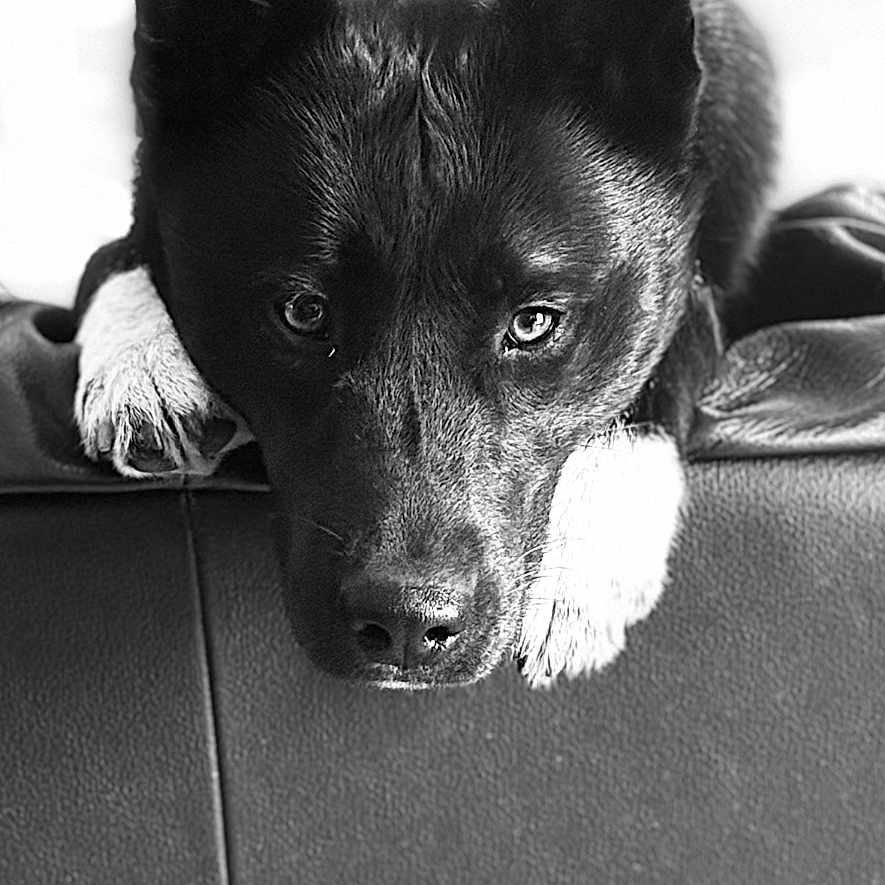 Kira a rejoint le concours — aidez-le/la à gagner de superbes lots ! dog, black_and_white, portrait, resting, couch, indoor, animal, pet, ears, paws, fur, face, looking, close_up, monochrome, expression, home, relaxed, laying, canine