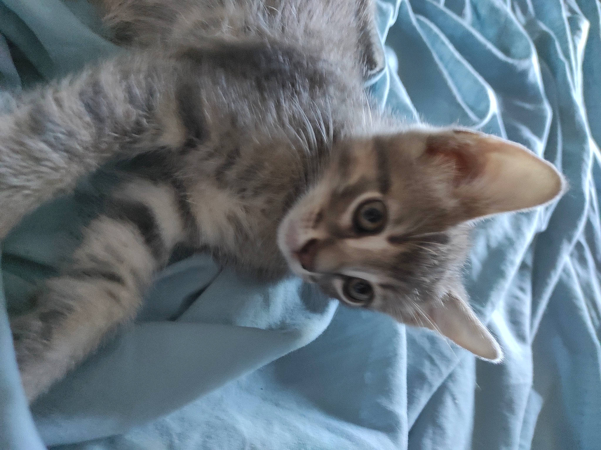 Gripou a rejoint le concours — aidez-le/la à gagner de superbes lots ! carnivore, cat, claw, comfort, domestic_short_haired_cat, ear, fawn, felidae, fur, grey, paw, plant, small_to_medium_sized_cats, snout, tail, tree, whiskers