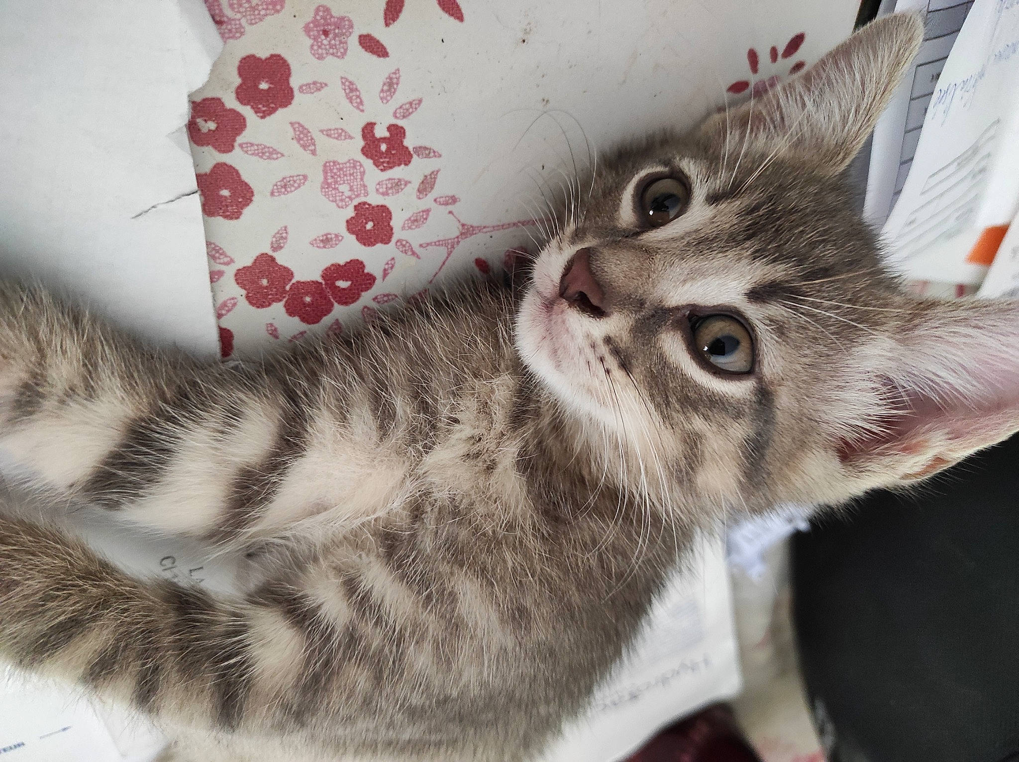 Gripou participe au concours pour gagner de l'argent avec cette photo : carnivore, cat, claw, close_up, domestic_short_haired_cat, felidae, fur, paw, small_to_medium_sized_cats, snout, tail, whiskers