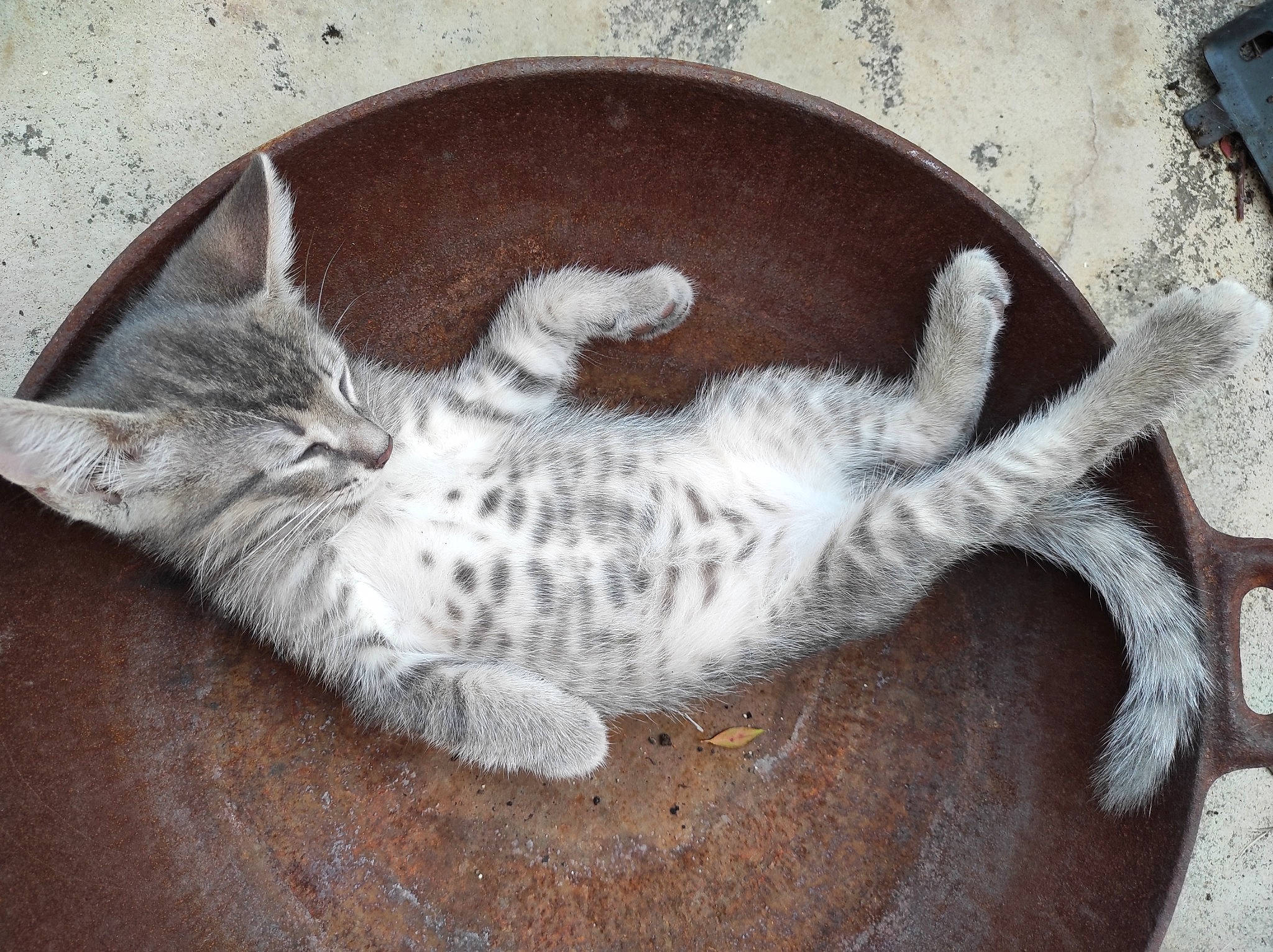 Gripou a rejoint le concours — aidez-le/la à gagner de superbes lots ! art, carnivore, cat, claw, comfort, domestic_short_haired_cat, felidae, fur, grey, mammal, nap, paw, small_to_medium_sized_cats, snout, tail, vertebrate, visual_arts, whiskers, wood