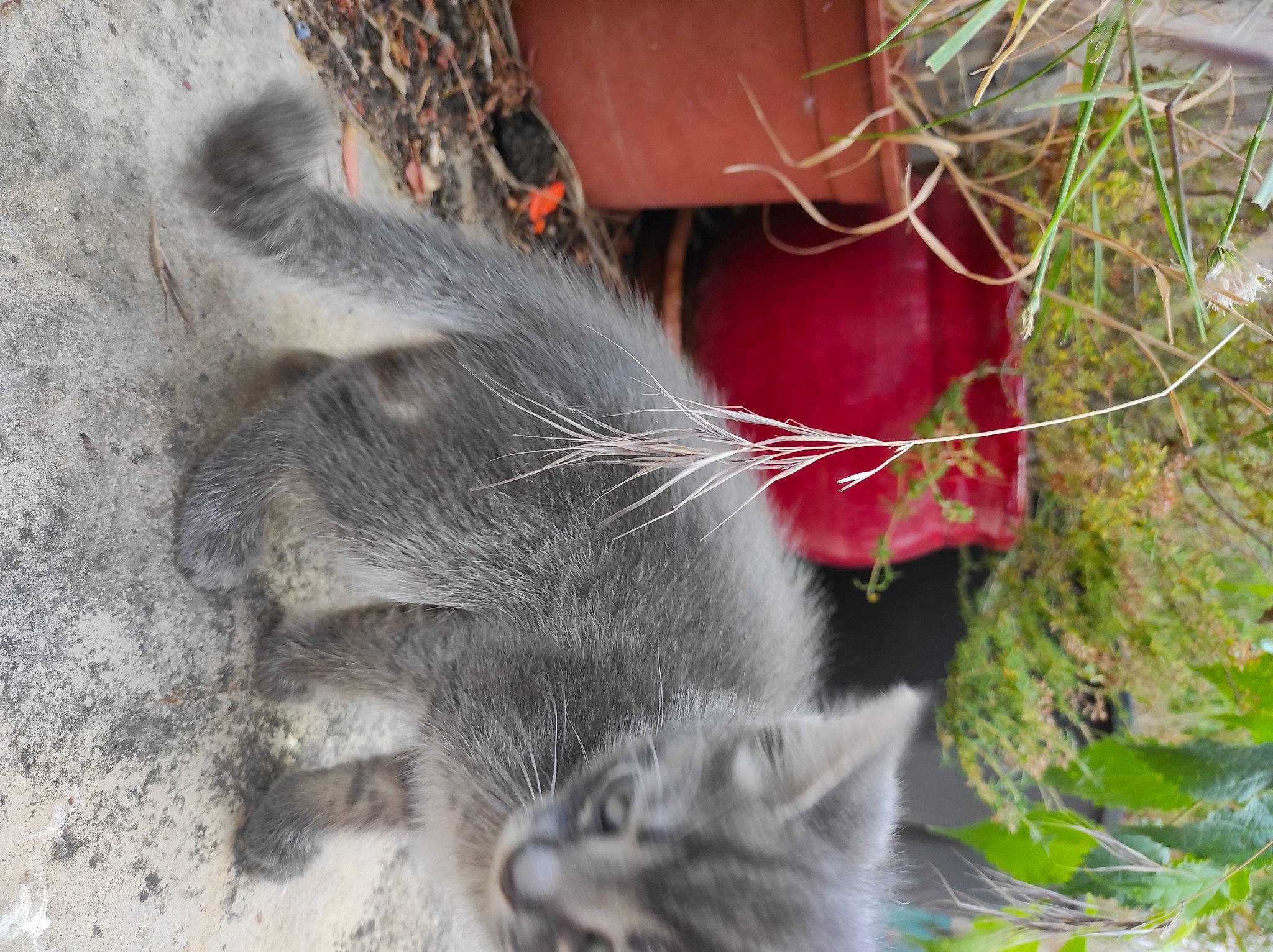 Azelle a rejoint le concours — aidez-le/la à gagner de superbes lots ! black_cat, carnivore, cat, claw, domestic_short_haired_cat, felidae, flowerpot, foot, fur, grass, paw, plant, small_to_medium_sized_cats, snout, tail, terrestrial_animal, terrestrial_plant, tree, whiskers, window