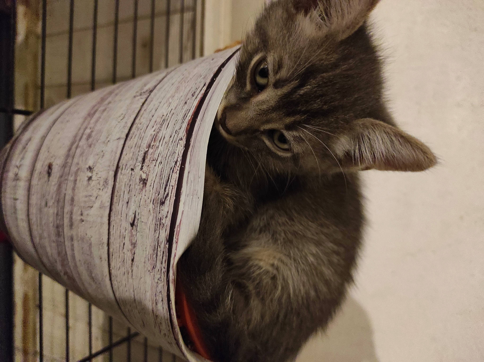 Azelle participe au concours pour gagner de l'argent avec cette photo : art, carnivore, cat, claw, domestic_short_haired_cat, ear, fawn, felidae, fur, gesture, grey, human_leg, paw, small_to_medium_sized_cats, snout, tail, whiskers, wood, wool, woolen