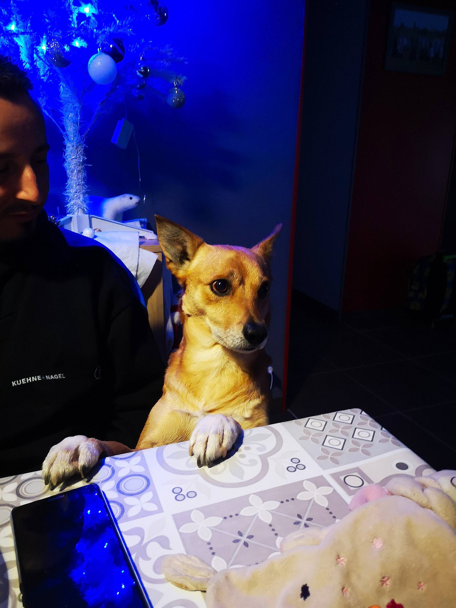 Skippy a rejoint le concours — aidez-le/la à gagner de superbes lots ! canidae, carnivore, chihuahua, companion_dog, dog, dog_breed, fawn, puppy, snout, toy_dog