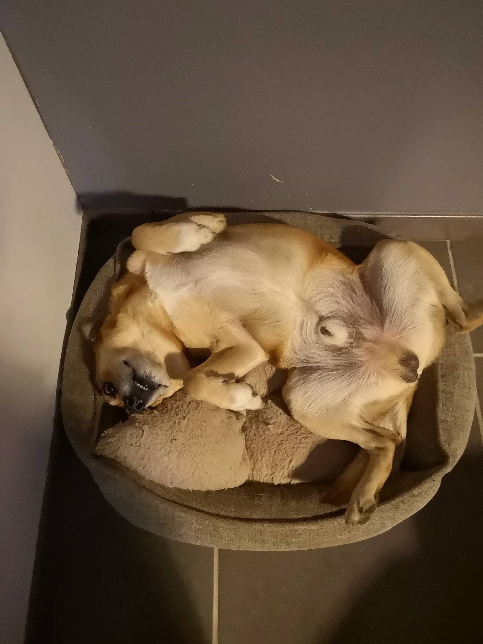 Skippy a rejoint le concours — aidez-le/la à gagner de superbes lots ! canidae, fawn, jaw, skull, sporting_group