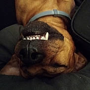 Solo is registered to the contest to win money with this photo: animal, brown_fur, canine, close_up, collar, cute, dog, domestic_animal, face, funny, indoors, lying_down, mouth, nose, pet, relaxed, resting, sleeping, teeth, upside_down