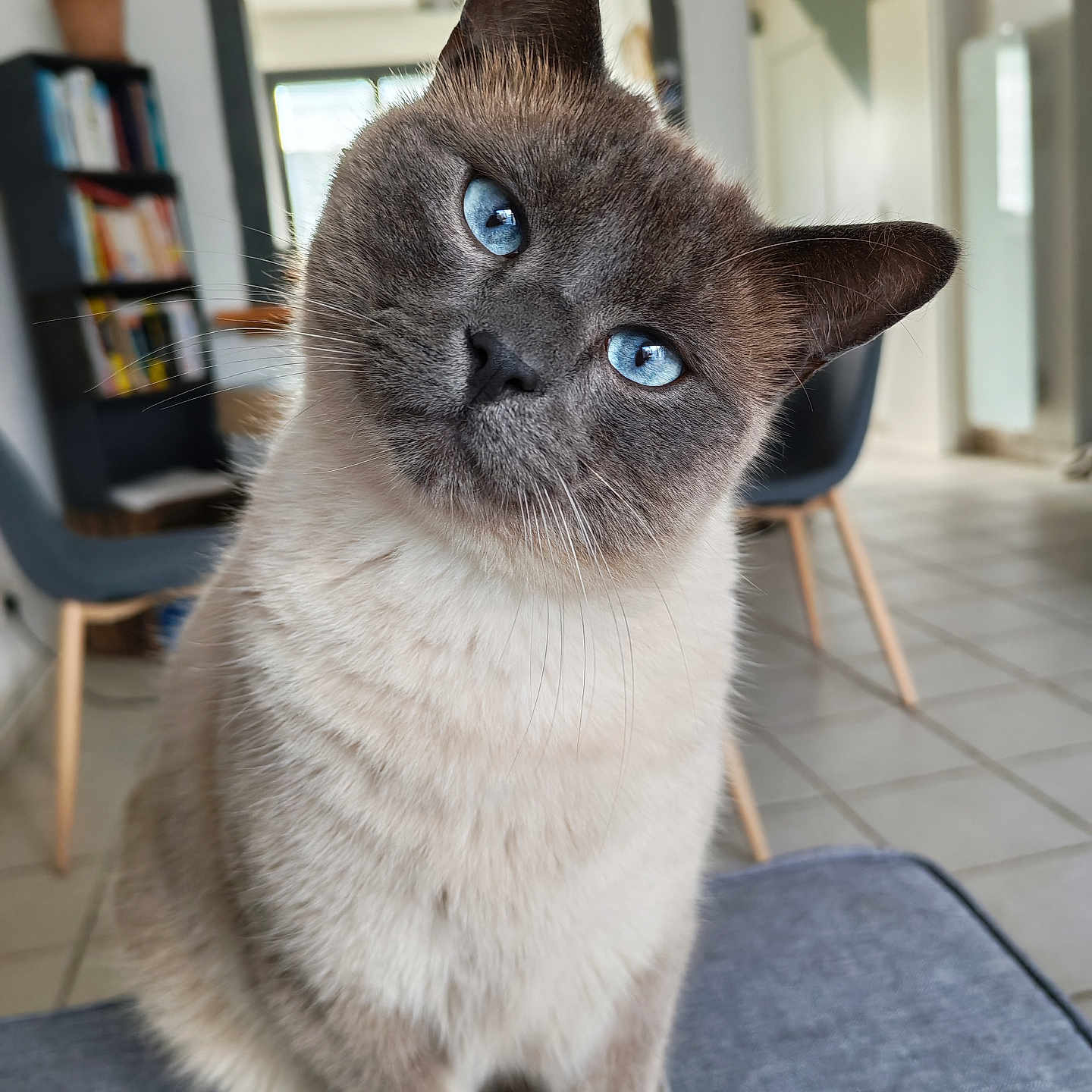 Kiri participe au concours pour gagner de l'argent avec cette photo : cat, siamese_cat, blue_eyes, pet, indoor, furniture, chair, bookshelf, plant, tile_floor, curious, close_up, domestic_animal, whiskers, head_tilt, gray_surface, living_room, home, cute, animal