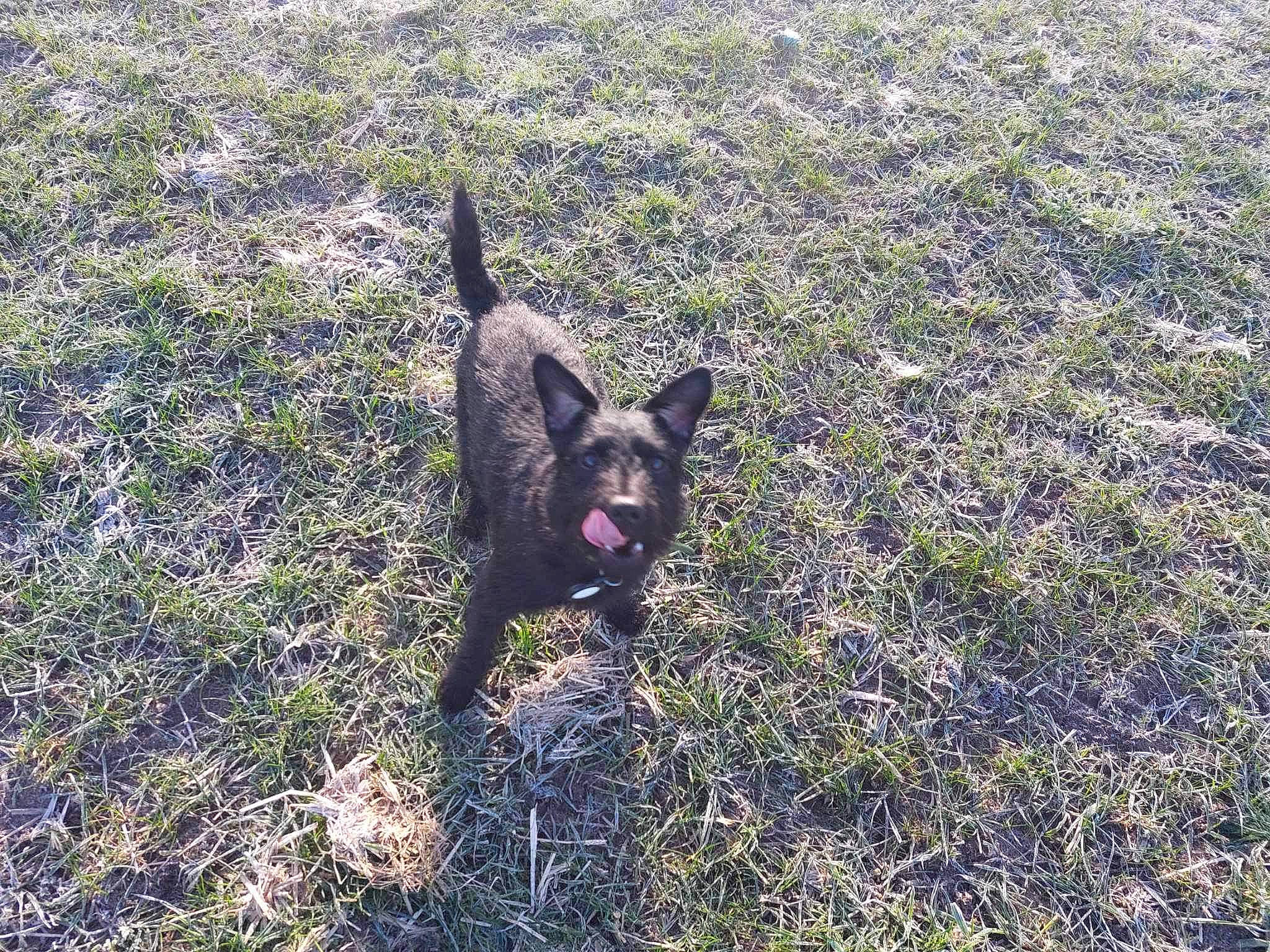 Mavis joined the competition — help win amazing prizes! canidae, carnivore, dog, dog_breed, east_european_shepherd, german_shepherd_dog, grass, grassland, groundcover, herding_dog, hunting_dog, king_shepherd, snout, soil, sporting_group, terrestrial_animal, working_animal, working_dog