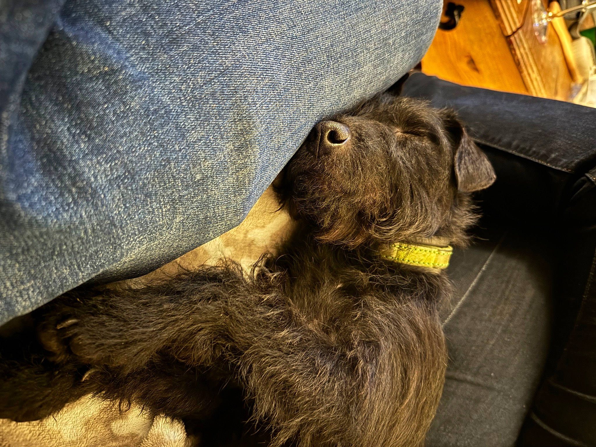 Mavis is registered to the contest to win money with this photo: canidae, carnivore, claw, collar, companion_dog, dog, dog_breed, fawn, fur, liver, natural_material, snout, sporting_group, terrestrial_animal, wood, working_animal