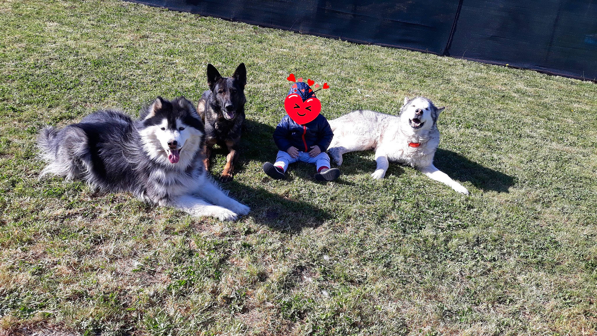 Chasta participe au concours pour gagner de l'argent avec cette photo : canidae, carnivore, companion_dog, dog, dog_breed, dog_sports, dog_supply, grass, herding_dog, leash, non_sporting_group, recreation, sled_dog, sporting_group, tail, working_animal, working_dog