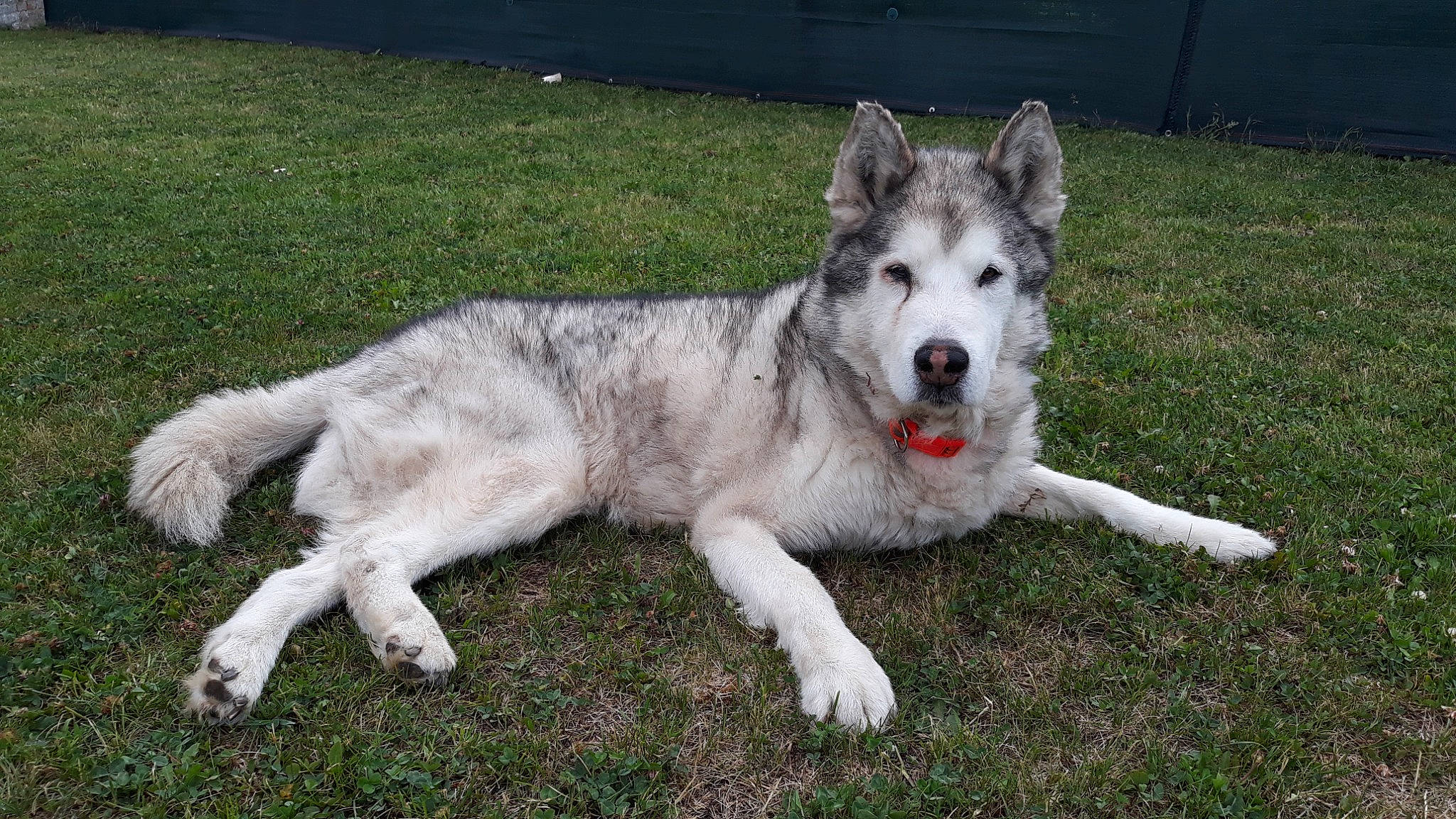 Chasta participe au concours pour gagner de l'argent avec cette photo : ancient_dog_breeds, carnivore, companion_dog, dog, dog_breed, grass, plant, sled_dog, snout, sporting_group, tail, terrestrial_animal, working_dog