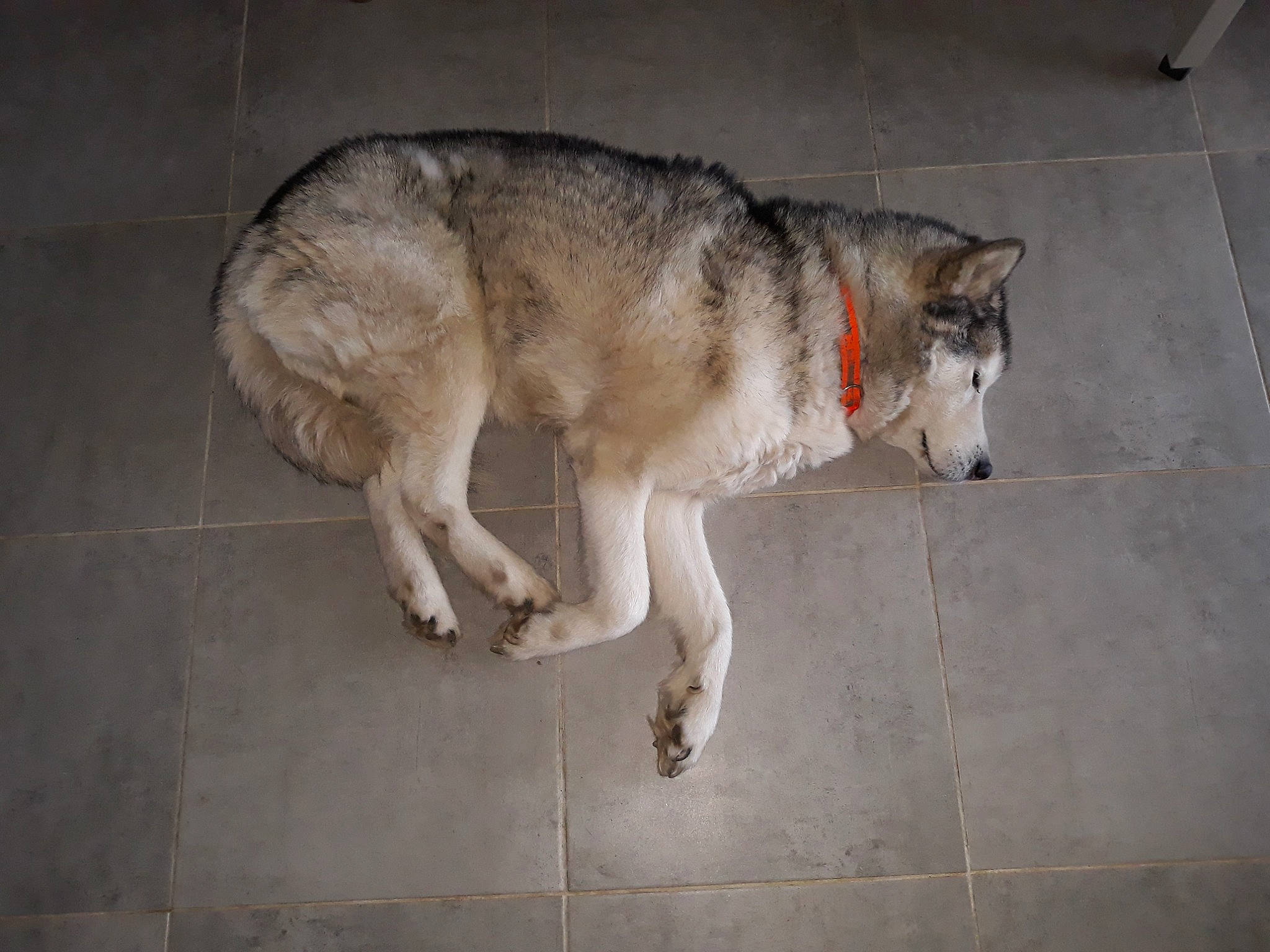 Chasta a rejoint le concours — aidez-le/la à gagner de superbes lots ! ancient_dog_breeds, canidae, canis, carnivore, coyote, dog, dog_breed, flooring, fur, gas, grey, sled_dog, snout, sporting_group, sulimov_dog, tail, terrestrial_animal, wildlife, wolf, working_dog