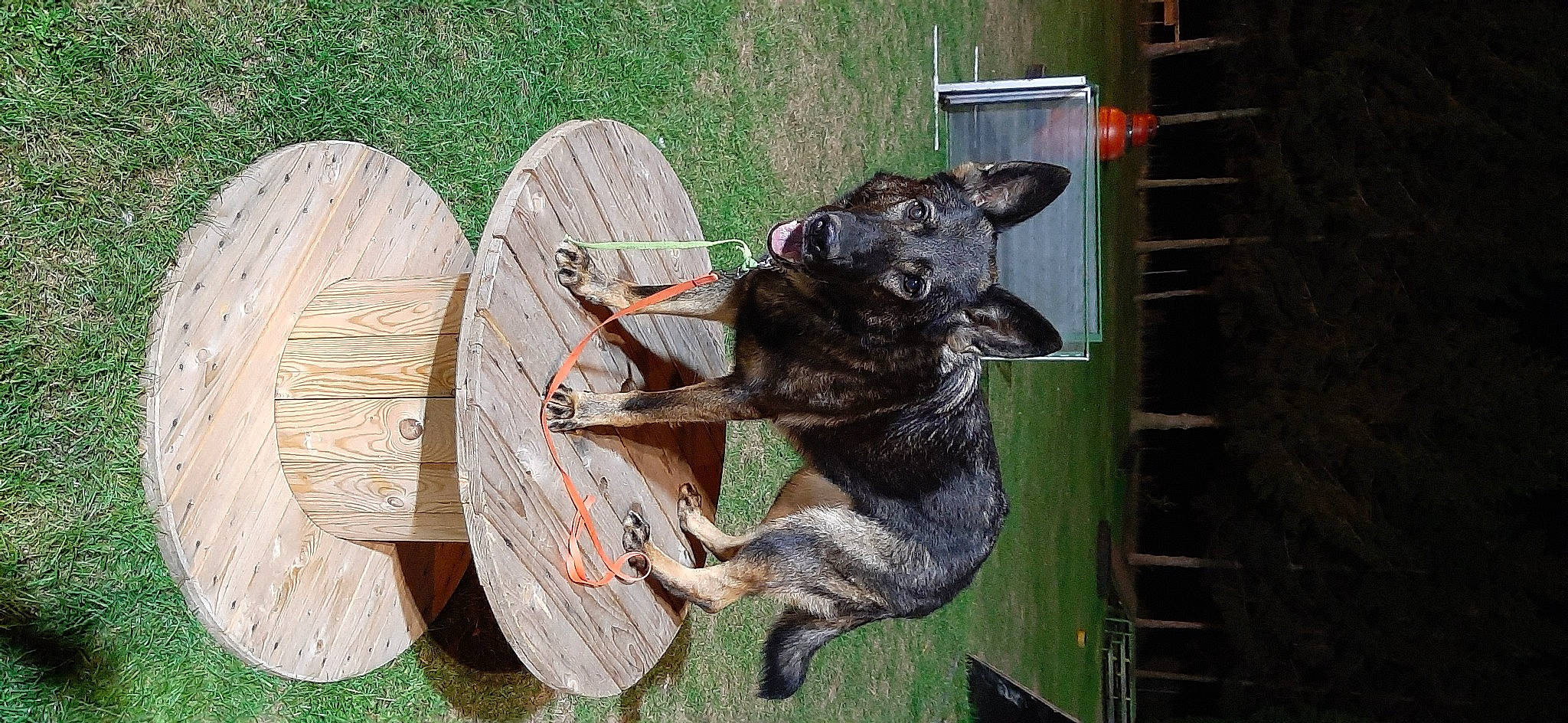 Maya a rejoint le concours — aidez-le/la à gagner de superbes lots ! auto_part, automotive_tire, bicycle_tire, canidae, carnivore, collar, companion_dog, dog, dog_breed, dog_supply, grass, pet_supply, plant, snout, sporting_group, tail, tire, wheel, wood, working_animal