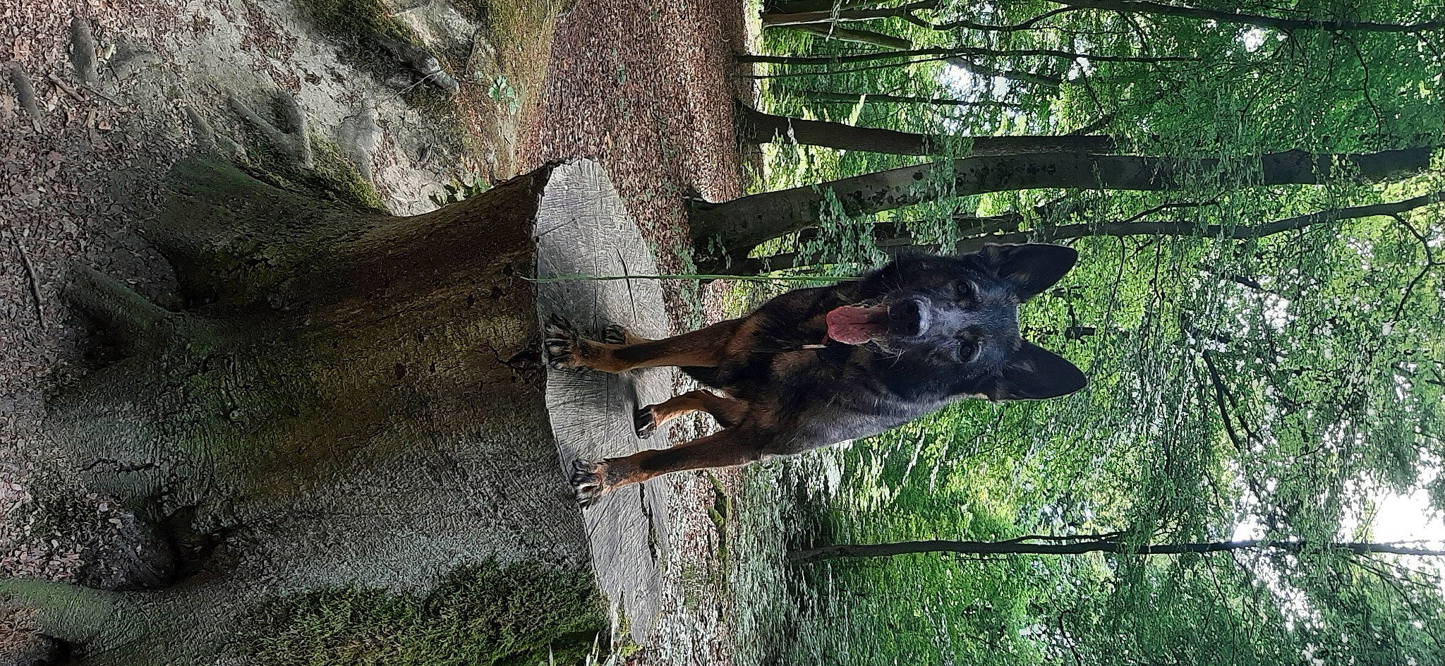 Maya a rejoint le concours — aidez-le/la à gagner de superbes lots ! canidae, carnivore, dog, dog_breed, fawn, forest, german_shepherd_dog, grass, old_german_shepherd_dog, plant, snout, sporting_group, tail, terrestrial_animal, tree, trunk, wildlife, wood, woodland, working_animal