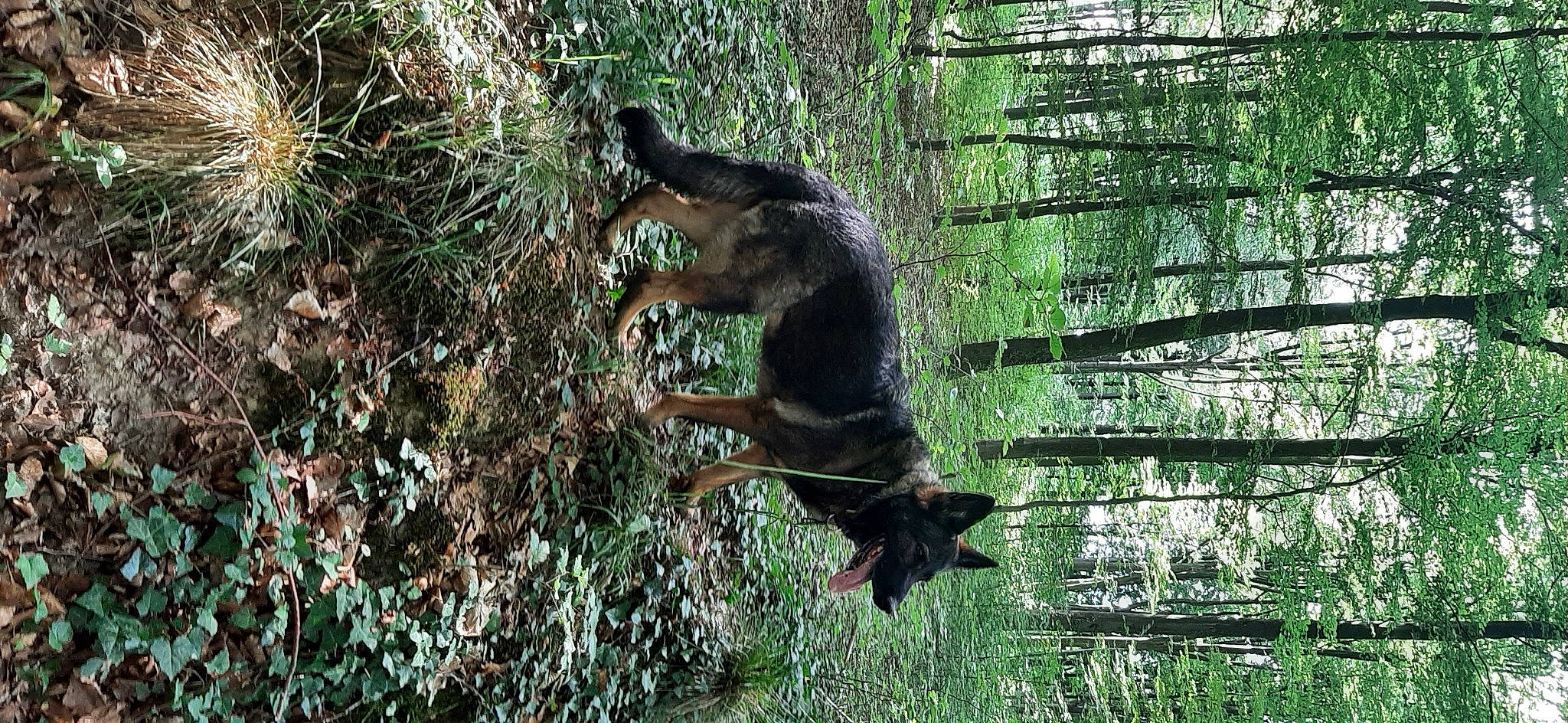 Maya a rejoint le concours — aidez-le/la à gagner de superbes lots ! canidae, carnivore, dog_breed, forest, fur, grass, jungle, northern_hardwood_forest, old_growth_forest, plant, tail, temperate_broadleaf_and_mixed_forest, terrestrial_animal, terrestrial_plant, tree, trunk, twig, wildlife, wood, woodland