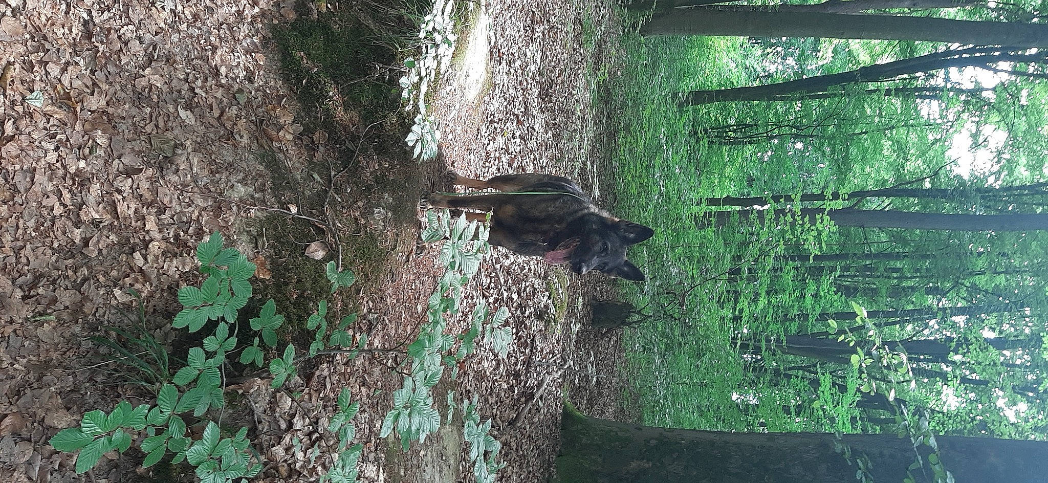 Maya participe au concours pour gagner de l'argent avec cette photo : bedrock, bird, branch, forest, grass, jungle, landscape, natural_landscape, northern_hardwood_forest, plant, shadow, soil, temperate_broadleaf_and_mixed_forest, terrestrial_plant, tints_and_shades, tree, trunk, twig, wood, woodland