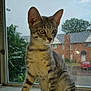 animal, cat, curious, daylight, domestic, feline, fur, house, indoor, kitten, nature, outdoor_view, pet, rain, raindrops, sitting, tabby, window, windowsill, young