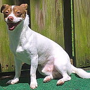 Mito is registered to the contest to win money with this photo: dog, canine, pet, sitting, outdoor, sunlight, fence, green_carpet, white_fur, brown_markings, happy, tongue_out, paw, tail, grass, nature, daylight, animal, smiling, domestic_animal