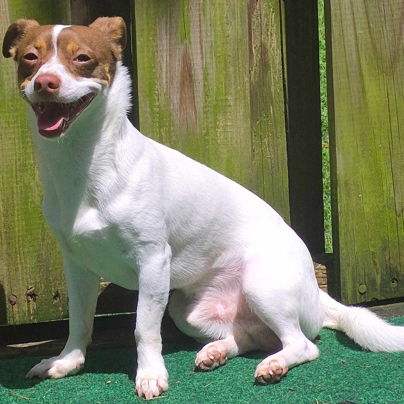 Mito is registered to the contest to win money with this photo: animal, brown_markings, canine, daylight, dog, domestic_animal, fence, grass, green_carpet, happy, nature, outdoor, paw, pet, sitting, smiling, sunlight, tail, tongue_out, white_fur