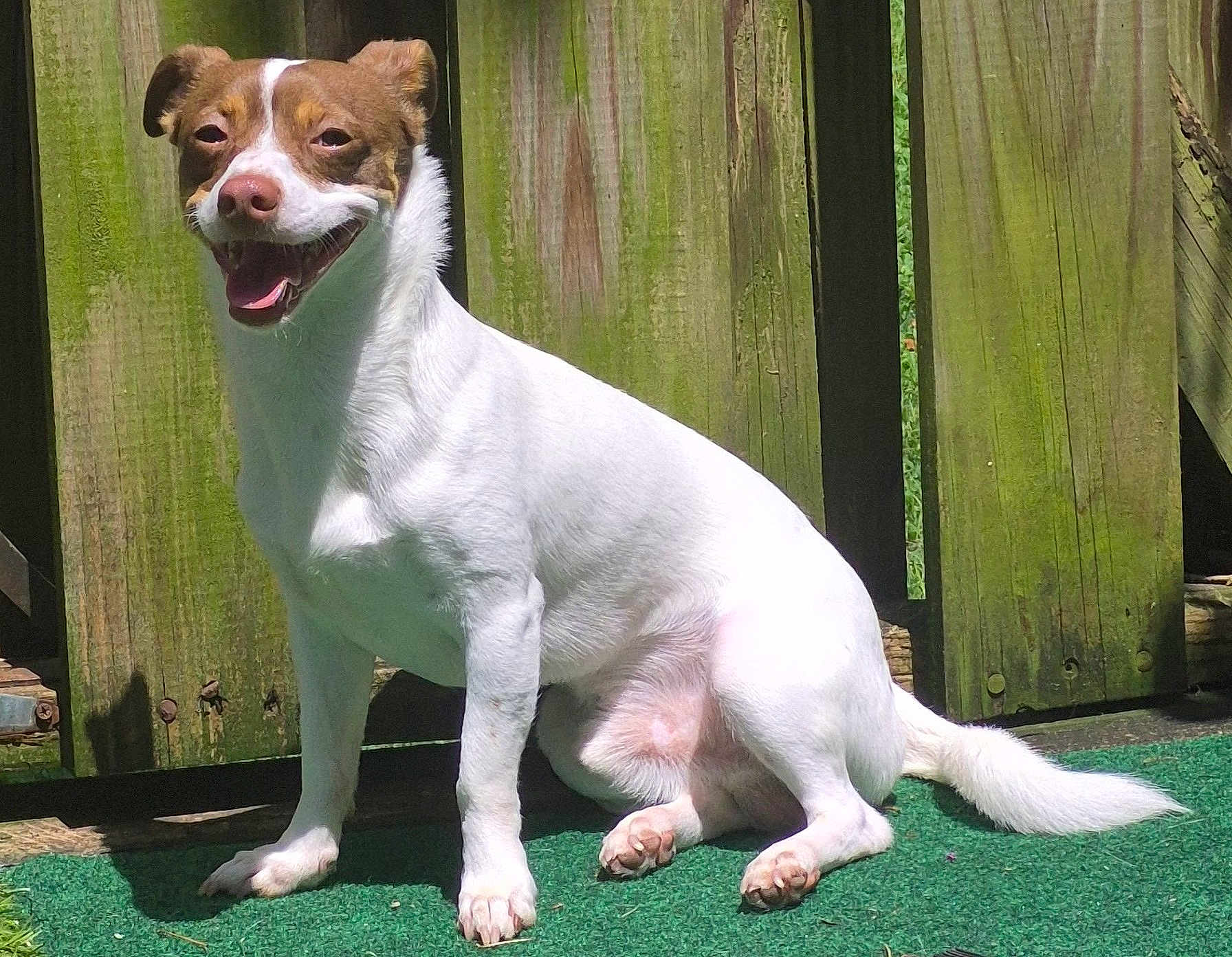 Mito is registered to the contest to win money with this photo: dog, canine, pet, sitting, outdoor, sunlight, fence, green_carpet, white_fur, brown_markings, happy, tongue_out, paw, tail, grass, nature, daylight, animal, smiling, domestic_animal