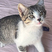 Baïko a rejoint le concours — aidez-le/la à gagner de superbes lots ! cat, kitten, tabby, white_fur, whiskers, ears, eyes, pet, animal, cute, young, feline, indoor, soft_surface, pink_background, curious, playful, small, domestic, fur