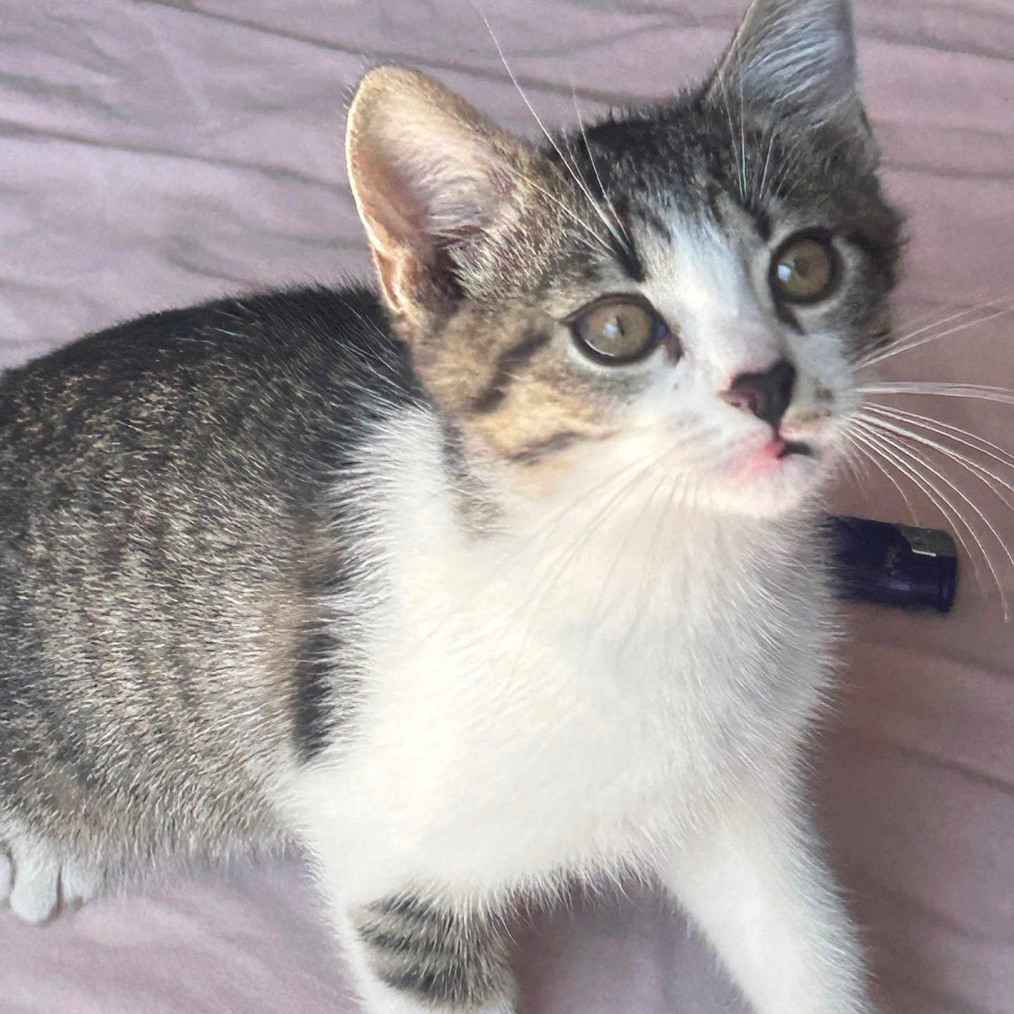 Baïko a rejoint le concours — aidez-le/la à gagner de superbes lots ! cat, kitten, tabby, white_fur, whiskers, ears, eyes, pet, animal, cute, young, feline, indoor, soft_surface, pink_background, curious, playful, small, domestic, fur