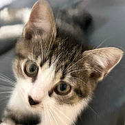 Baïko a rejoint le concours — aidez-le/la à gagner de superbes lots ! animal, cat, closeup, curious, cute, domestic, ears, eyes, face, feline, fur, indoor, kitten, mammal, pet, portrait, soft_focus, tabby, whiskers, young