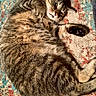 belly_up, brown_fur, cat, close_up, cozy, feline, green_eyes, indoor, long_tail, lying_down, patterned_rug, paw, pet, relaxed, sleepy, stretching, striped_fur, tabby_cat, whiskers, white_chest