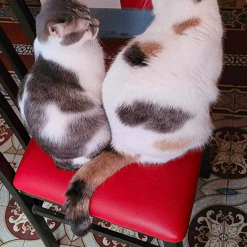 Cléo Et Rubis a rejoint le concours — aidez-le/la à gagner de superbes lots ! animal, cat, cats, chair, domestic_cat, feline, floor_tiles, indoor, intertwined_tails, patterned_floor, pets, red_chair, red_wall, side_view, striped_cat, tail, two_cats, wall, white_cat, white_wall