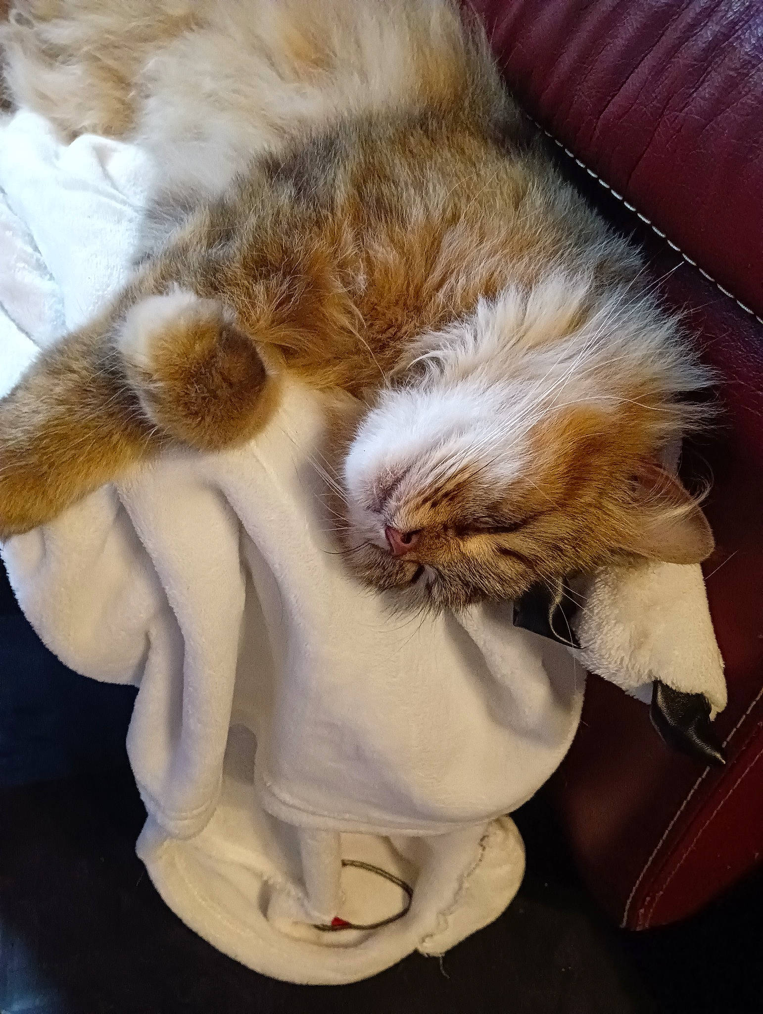 Canaille a rejoint le concours — aidez-le/la à gagner de superbes lots ! carnivore, cat, claw, comfort, domestic_short_haired_cat, ear, fawn, felidae, fur, human_leg, leg, nap, paw, sleep, small_to_medium_sized_cats, snout, tail, whiskers