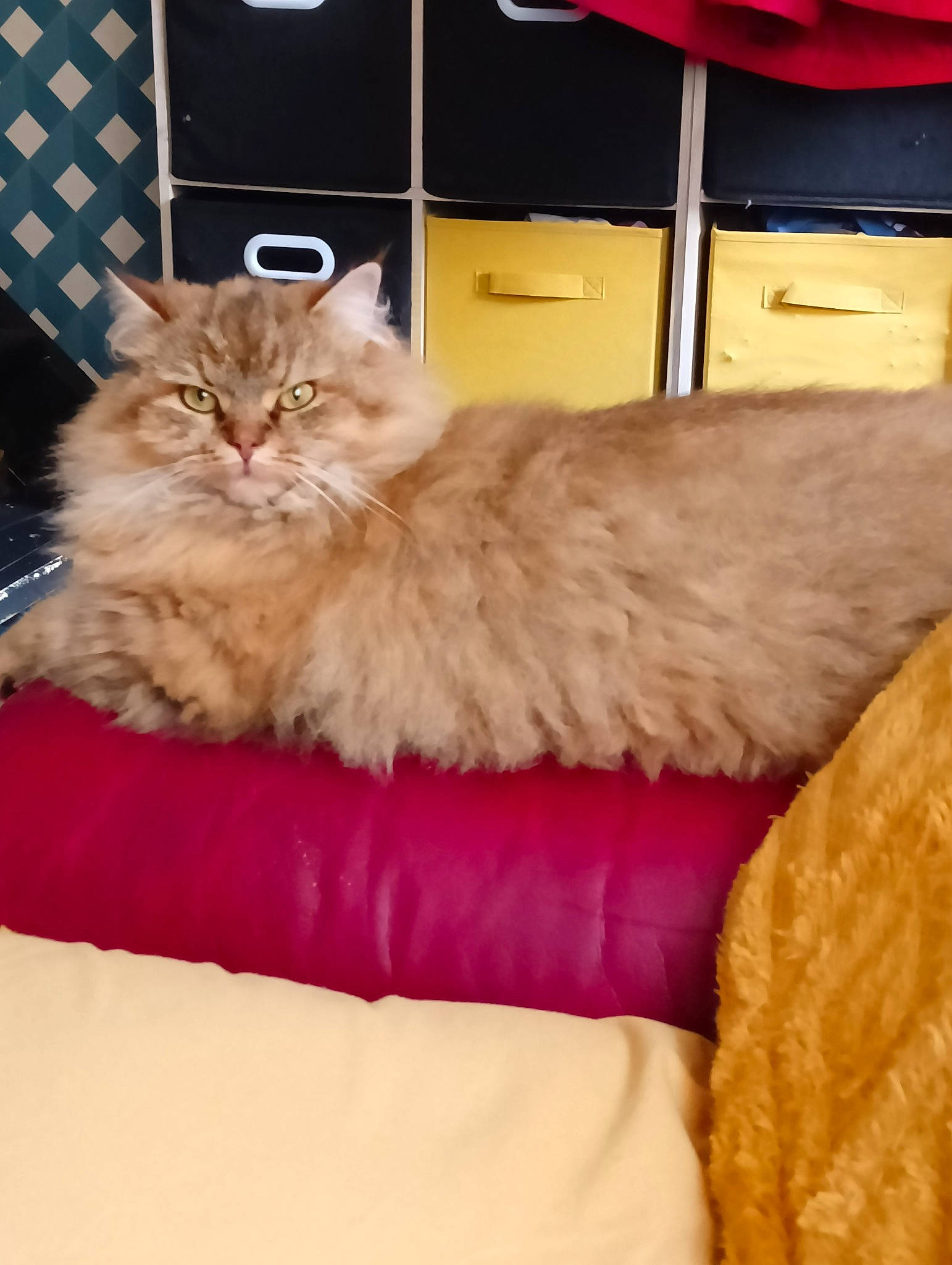 Canaille a rejoint le concours — aidez-le/la à gagner de superbes lots ! carnivore, cat, cat_bed, comfort, couch, fawn, felidae, fur, hardwood, linens, paw, peach, persian, small_to_medium_sized_cats, studio_couch, tail, whiskers, wood