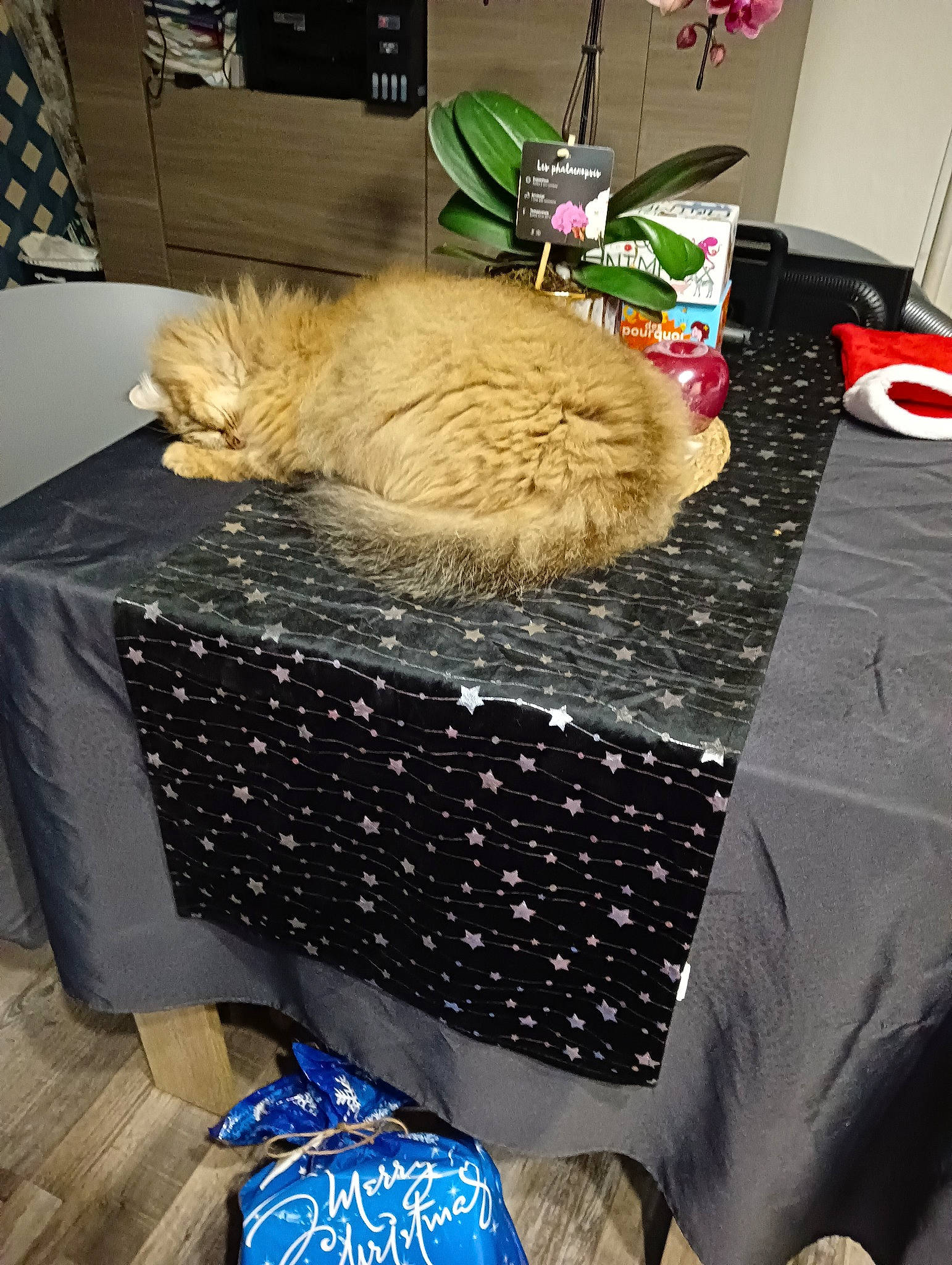 Canaille participe au concours pour gagner de l'argent avec cette photo : bag, bed, bed_sheet, bedding, bedroom, box, comfort, companion_dog, event, feather, felidae, flooring, fur, linens, luggage_and_bags, plant, room, table, tablecloth, whiskers